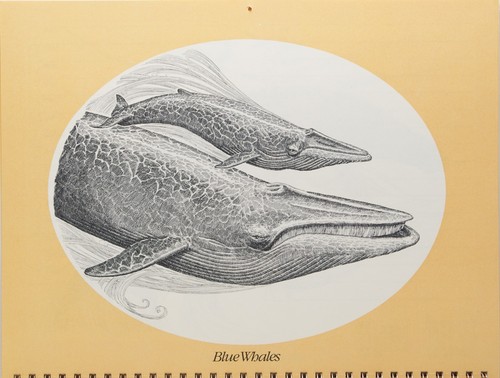 Gentle Giants of the Sea 1979 Whale Calendar, beautiful artwork, spiral bound - Picture 10 of 15