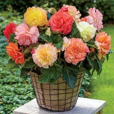 Samba Begonia Mix