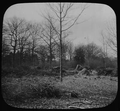 EIN MOHNBLUMEN IM WINTER UM 1910 Magische Laterne Dia FOTO BAUMSTUDIE