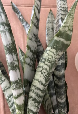cardboard plant Cardboard Palm