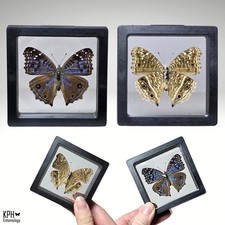 Precis Rhadama. 360 Degree Display.  Royal Blue Pansy Butterfly. Female. 