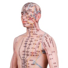 Human Acupuncture Model 48/55cm Silicone Body English Acupoint Labeled Training