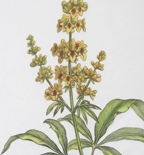 Uttermost 41461 Wildflower Study 22" x 19" Framed Floral Painting - MultiColor - Picture 2 of 5