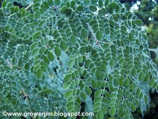 Moringa oleifera, 20 seeds for planting