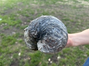 FULL Exogyra Oyster Fossil - Cretaceous - TX – 1.409kg / 5.2in - Devil's Toenail