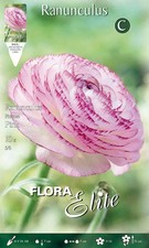 BULBI AUTUNNALI RANUNCULUS RANUNCOLI PICOTEE ROSA CONFEZIONE DA 10 BULBI