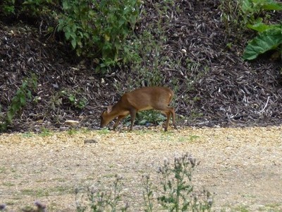 Photo A2 A Muntjac deer in Nassington  c2015