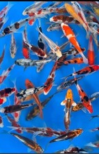 carpe koi
