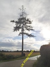 Photo 6x4 Emaciated tree on Marshalls Heath Lane Blackmore End/TL1616 I  c2015