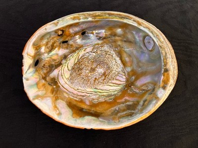 Large 8 1/4'' Red Albalone Shell Iridescent Dish Decor