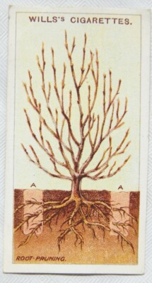1923 Wills Gartenarbeit Hinweise Nr. 35 Wurzelschnitt