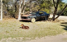 1969 Ford Mustang for Sale