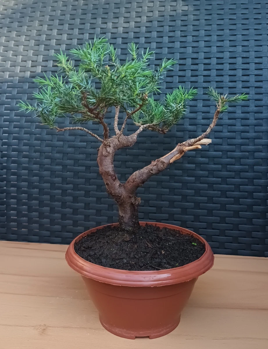 Pre-Bonsai fr den Herbst Pflanzen, Bonsai online kaufen | eBay.de