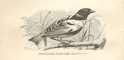 Alter antiker Druck Rufous Necked Weaver 1862 Wood's Naturkunde Vögel 19.