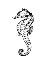 temporary tattoo - Set of two wrist size Seahorse  approx. 1.5" each 