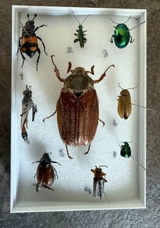 Nine great british insects mounted in a perspex display box.