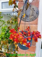 Hardy Sedum succulents rooted cuttings /plants (choose your own)