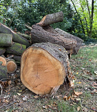 Baumstämme Stammholz   mehrere große Holzst...