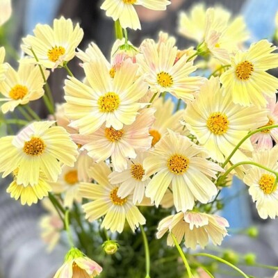 Schmuckkörbchen KIIRO 50 Samen COSMOS BIPINNATUS Kosmee SCHNITTBLUME 