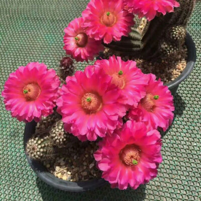 3.5cm cactus Succulent plant Echinocereus floresii Home Decor flower plants