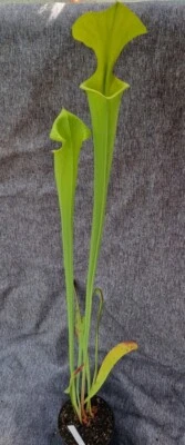Sarracenia flava var. maxima MK F 91,fleischfressende Pflanzen, Schlauchpflanze - Bild 1 von 4