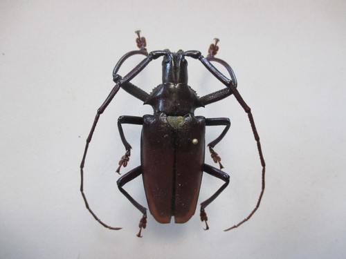 Entomologie Cerambycidae Pyrodes longiceps Mâle Mexique | eBay