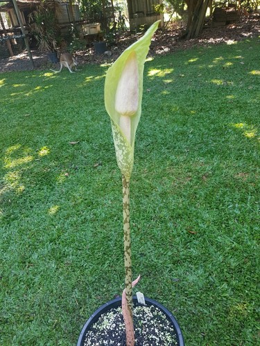 Amorphophallus amygdaloides. Voodoo Lily. Amazing blooms. 5cm tuber. Aroid - Picture 4 of 6