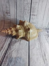 Giant Horse Conch / Triplofusus HUGE 16” Monster Shell Large 3 Lb 8 oz
