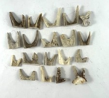 18 - 1 " or LESS DOUBLE TINE DEER ELK ANTLER TIPS ARTS CRAFTS - Bag 1850