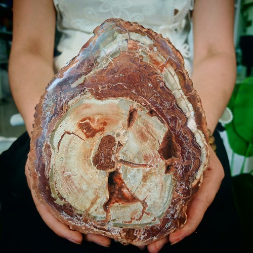 1.98LBNatural Jurassic and Cretaceous wood fossil crystal slice specimens 900g - 第 1/13 張圖片