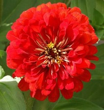 Cherry Queen Zinnia Seeds 150 Red Flower Elegans USA SELLER FREE SHIPPING