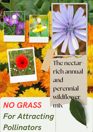 Wild flower seeds UK pure Scented NO GRASS Bee Butterfly Mix Meadow Garden UK - Picture 4 of 9