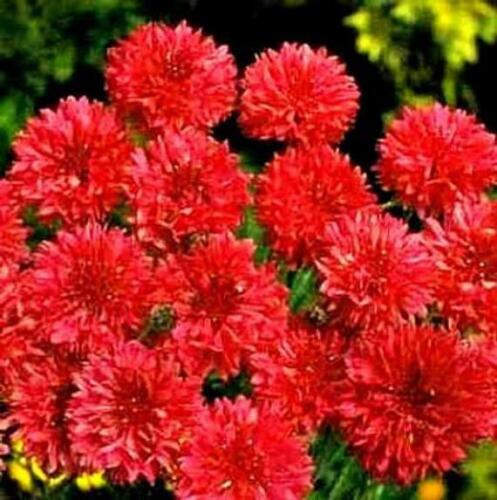 500+RED CORNFLOWER Seeds Bachelor Button Cut Dried Flowers Garden Container Easy - Picture 3 of 11