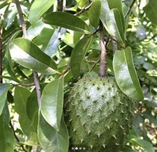 120 Fresh Soursop Graviola Leaves Organic Flo...
