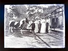 1890s antique GLASS NEGATIVE New Zealand FAMILY HORSE children women coloniaL — photo 1
