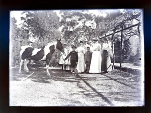 1890s antique GLASS NEGATIVE New Zealand FAMILY HORSE children women coloniaL