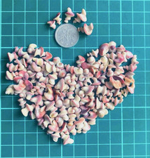 sea Shell  from Japan  Spiral of a snail shell