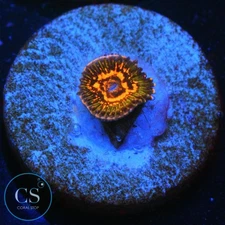 CS JF AZZKRAK ZOA - WYSIWYG LIVE CORAL