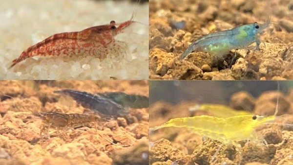 12x GAMBA NEOCARIDINA COMBINADO, RED CHERRY, BLUE JELLY, CHOCOLATE, YELLOW FIRE