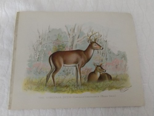 7 Original Antique Prints Denton Fuertes & Others Ducks Deer Birds & More - Picture 13 of 24