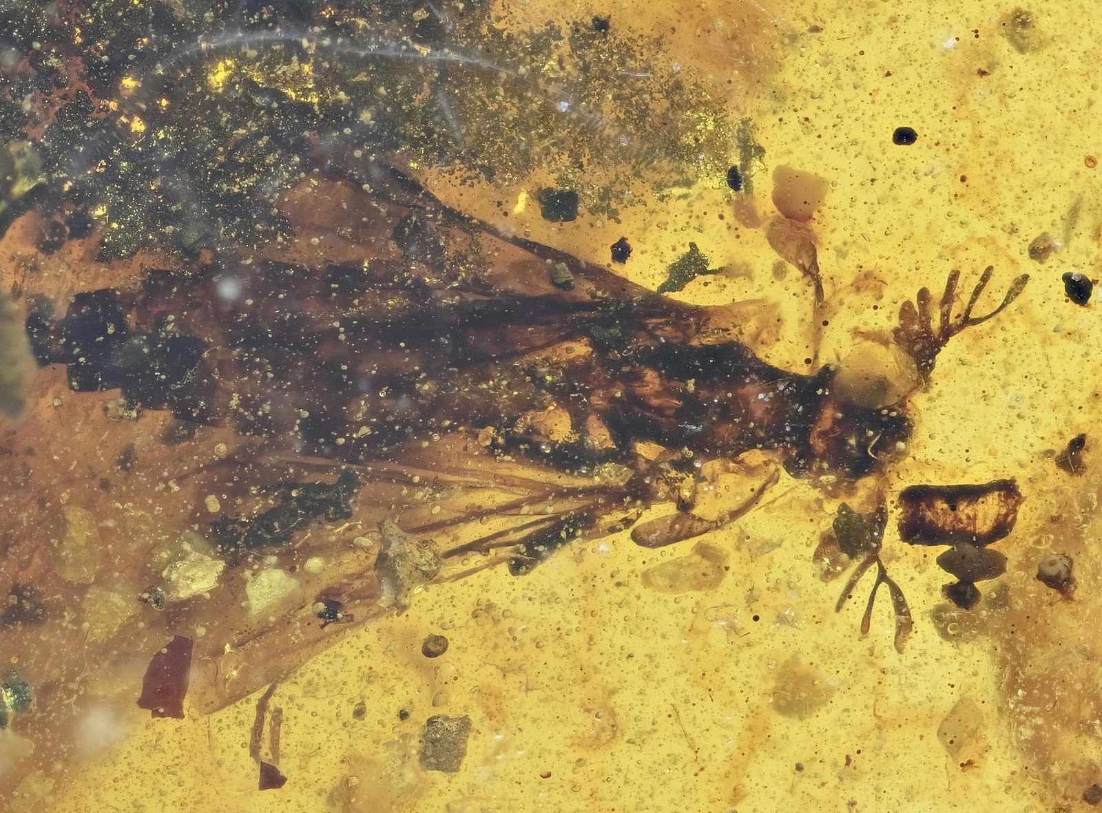Very Rare Strepsiptera, Fossil insect inclusion in Burmese Amber