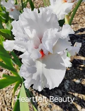 Tall Bearded Iris Rhizome ~ "HEARTFELT BEAUTY" ~ Fresh and Healthy