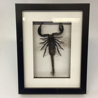 Framed Taxidermy Scorpion Specimen Shadow Box Display MO#8753