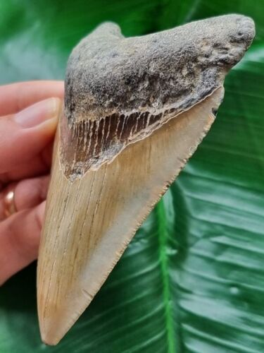 10,5 cm dente grigio-blu del megalodonte - squalo fossile dente di squalo - Foto 3 di 7