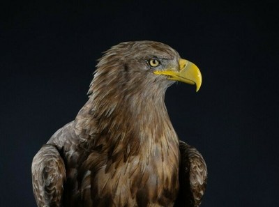 Taxidermy Eagle Stuffed Bird Hunting Trophy Handmade Tassidermia Life Size Ebay