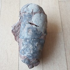 Oviraptor Dinosaur Egg Fossil Cretaceous era black egg shell preserved