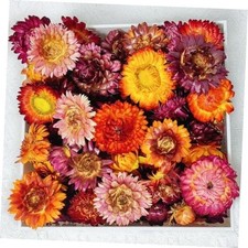 100 Pcs Natural Dried Daisy Flowers Heads,Bulk Real Gerbera Daisies 