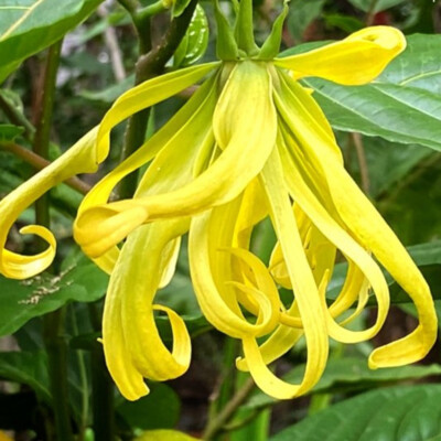 Ylang-Ylang Plant Cananga Odorata Tropical Flower Fragrance