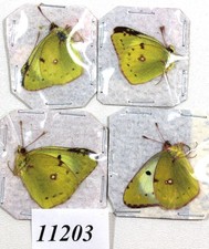 Pieridae Colias hyale 4 pcs /11203/  Zmyiv reg,Kharkiv Ukraine