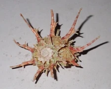 48 mm RARE Angaria Vicdani Delphinula Seashell #AC2 From Biliran Island